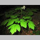 znalezisko 00010000.10_3_1.jmak - Actaea spicata (czerniec gronkowy); Niemcy, Donautal