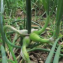cebula wielopiÄ™trowa (Allium Ã—proliferum)