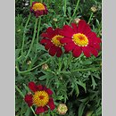 znalezisko 00010000.10_13_23.jmak - Argyranthemum frutescens (argyrantema krzewiasta); ogr. zielny; Niemcy