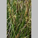 znalezisko 00010000.10_2_21.jmak - Carex davalliana (turzyca Davalla); Bad Schüssenried, Niemcy