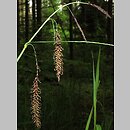 znalezisko 00010000.10_6_14.jmak - Carex flacca (turzyca sina); Niemcy, Sigmaringen