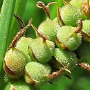 Carex tomentosa (turzyca filcowata)