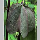 znalezisko 00010000.10_13_6.jmak - Cobaea scandens (kobea pnąca); Niemcy 