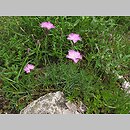 znalezisko 00010000.10_2_47.jmak - Dianthus gratianopolitanus (goździk siny); Donautal, Niemcy