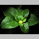 znalezisko 00010000.10_13_46.jmak - Hydrangea petiolaris (hortensja pnąca); ogr. zielny; Niemcy