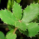 Quercus ilex (dąb ostrolistny)