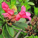 Rhododendron ferrugineum (rÃ³Å¼anecznik alpejski)