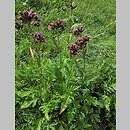 znalezisko 00010000.10_12_8.jmak - Serratula tinctoria (sierpik barwierski); Degerfeld Niemcy
