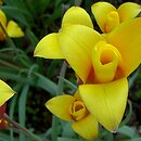Tulipa clusiana (tulipan Klusjusza)