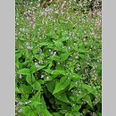 Veronica urticifolia (przetacznik pokrzywolistny)