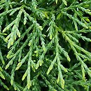 Juniperus horizontalis Plumosa