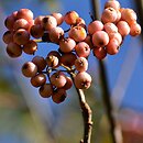 znalezisko 00010000.42.jbs - Sorbus aucuparia ‘Pink Veil’; Łódzki Ogród Botaniczny