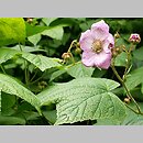 znalezisko 20080526.22.js - Rubus odoratus (jeżyna pachnąca); Arboretum w Kórniku