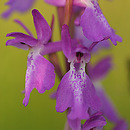 Orchis palustris (storczyk bÅ‚otny)