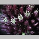 znalezisko 20080622.6.jkr - Allium rotundum (czosnek kulisty); Niecka Nidziańska