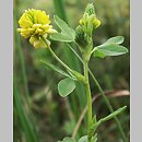 Trifolium aureum (koniczyna złocistożółta)