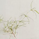 Zannichellia palustris (zamÄ™tnica bÅ‚otna)
