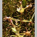 Lindernia procumbens (lindernia muÅ‚owa)