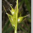 Carex michelii (turzyca Michela)