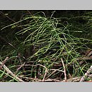 znalezisko 20110811.1.jkr - Equisetum pratense (skrzyp łąkowy); Pieniny