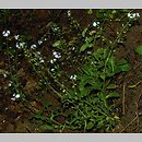 niezapominajka rozÅ‚ogowa Kernera (Myosotis decumbens ssp. kerneri)