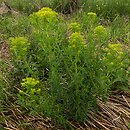 Euphorbia palustris (wilczomlecz błotny)