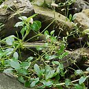 Cerastium sylvaticum (rogownica leśna)