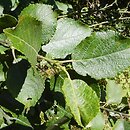 porównanie Salix caprea - cinerea - aurita - silesiaca