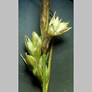 Carex transsilvanica (turzyca siedmiogrodzka)