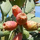 Opuntia ficus-indica (opuncja figowa)