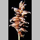 znalezisko 20150706.1.jkr - Carex dioica (turzyca dwupienna); okol. Wiżajn