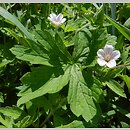 znalezisko 20160823.1.jkr - Geranium sibiricum ssp. sibiricum (bodziszek syberyjski); Czechy k. Proszowic