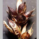 znalezisko 20160704.2.jkr - Carex chordorrhiza (turzyca strunowa); torfowisko Zocie (Mazury)