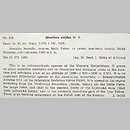 znalezisko 19590720.KRAM208171.jkr - Dianthus nitidus (goździk lśniący)