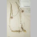 Allium strictum (czosnek sztywny)