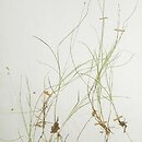 Carex disperma (turzyca szczupła)