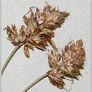 Carex stenophylla (turzyca wąskolistna)