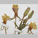 Oenothera villosa (wiesiołek owłosiony)