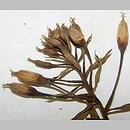 Oenothera nuda (wiesiołek nagi)