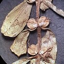 Callitriche platycarpa