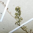 Utricularia bremii (pÅ‚ywacz Brema)