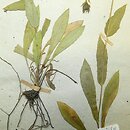 Hieracium scorzonerifolium (jastrzębiec wężymordolistny)