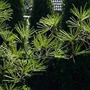 Pinus jeffreyi (sosna Jeffreya)