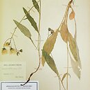 Hieracium saxifragum (jastrzębiec skalnicowaty)