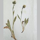 Hieracium rostanii (jastrzębiec Rostana)