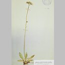 Hieracium longiscapum (jastrzębiec długołodygowy)