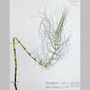 Equisetum ×robertsii