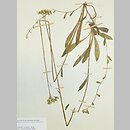 Pilosella densiflora (kosmaczek gęstokoszyczkowy)