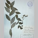 Hieracium conicum (jastrzębiec letni)