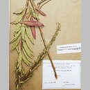 Oenothera flaemingina (wiesiołek flemingski)